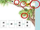 小学六年级下册科学-4.3有趣的食物链-苏教版(13张)(2)(1)ppt课件
