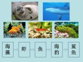 小学六年级下册科学-4.3有趣的食物链-苏教版(13张)(2)(1)ppt课件