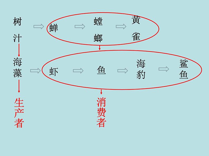 小学六年级下册科学-4.3有趣的食物链-苏教版(13张)(2)(1)ppt课件第7页