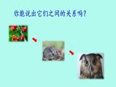 小学六年级下册科学-4.3有趣的食物链-苏教版(9张)ppt课件