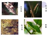 小学六年级下册科学-4.2有利于生存的本领-苏教版(24张)ppt课件