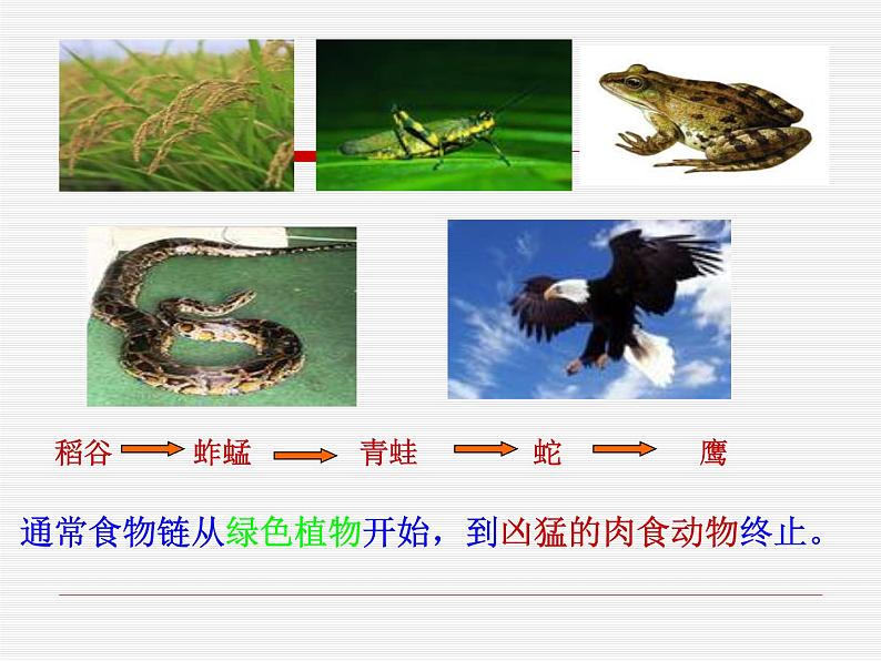 小学六年级下册科学-4.3有趣的食物链-苏教版(10张)(2)ppt课件第4页