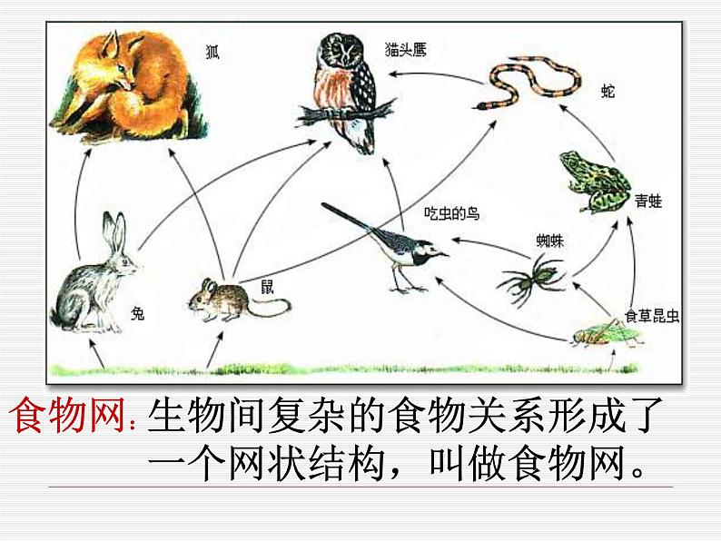 小学六年级下册科学-4.3有趣的食物链-苏教版(10张)(2)ppt课件第6页