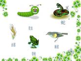 小学六年级下册科学-4.3有趣的食物链-苏教版(18张)ppt课件