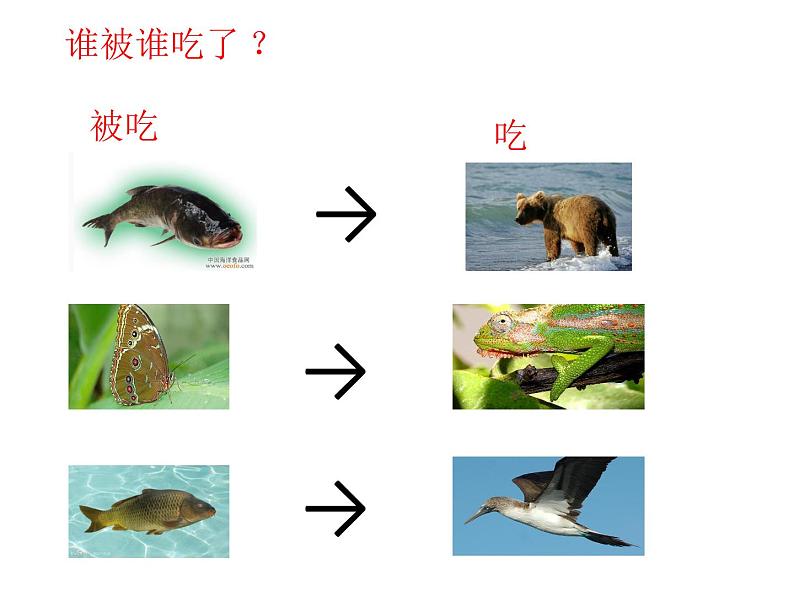 小学六年级下册科学-4.3有趣的食物链-苏教版(20张)(1)(1)ppt课件03