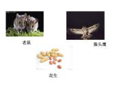 小学六年级下册科学-4.3有趣的食物链-苏教版(21张)(1)ppt课件