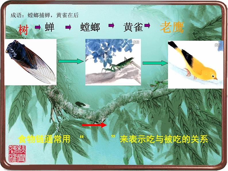 小学六年级下册科学-4.3有趣的食物链-苏教版(20张)ppt课件04