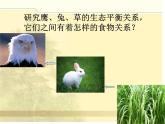 小学六年级下册科学-4.4生态平衡-苏教版(14张)ppt课件