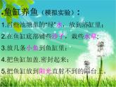 小学六年级下册科学-4.4生态平衡-苏教版(14张)(1)ppt课件