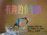 小学六年级下册科学-4.3有趣的食物链-苏教版(27张)ppt课件