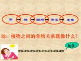 小学六年级下册科学-4.3有趣的食物链-苏教版(27张)ppt课件