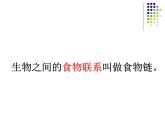 小学六年级下册科学-4.3有趣的食物链-苏教版(19张)ppt课件