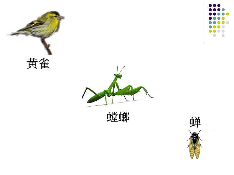 小学六年级下册科学-4.3有趣的食物链-苏教版(19张)ppt课件第5页