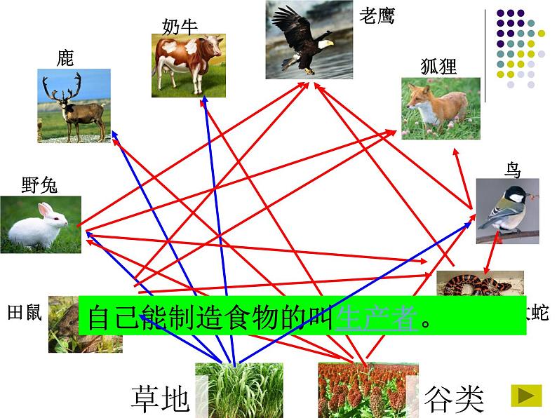 小学六年级下册科学-4.3有趣的食物链-苏教版(19张)ppt课件第8页