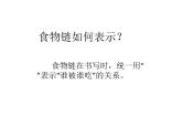 小学六年级下册科学-4.3有趣的食物链-苏教版(20张)(2)ppt课件
