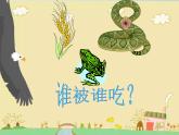 小学六年级下册科学-4.3有趣的食物链-苏教版(20张)(1)ppt课件