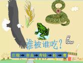 小学六年级下册科学-4.3有趣的食物链-苏教版(20张)(1)ppt课件
