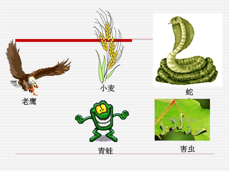 小学六年级下册科学-4.3有趣的食物链-苏教版(21张)ppt课件第8页