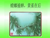 小学六年级下册科学-4.3有趣的食物链-苏教版(24张)ppt课件