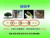 小学六年级下册科学-4.3有趣的食物链-苏教版(24张)ppt课件