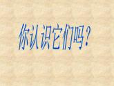 小学六年级下册科学-4.3有趣的食物链-苏教版(29张)ppt课件