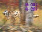 小学六年级下册科学-4.3有趣的食物链-苏教版(27张)(1)ppt课件