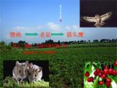 小学六年级下册科学-4.3有趣的食物链-苏教版(22张)(3)ppt课件
