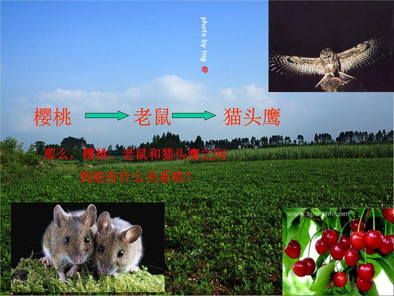小学六年级下册科学-4.3有趣的食物链-苏教版(22张)(3)ppt课件第3页