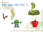 小学六年级下册科学-4.3有趣的食物链-苏教版(22张)(2)(1)ppt课件