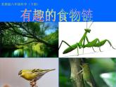 小学六年级下册科学-4.3有趣的食物链-苏教版(20张)(3)ppt课件