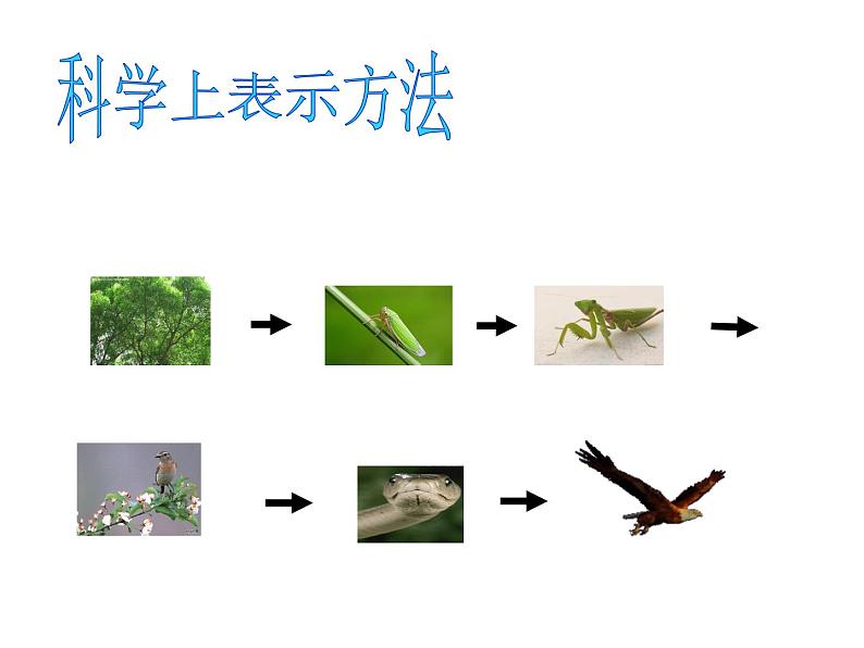 小学六年级下册科学-4.3有趣的食物链-苏教版(20张)(3)ppt课件04