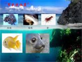 小学六年级下册科学-4.3有趣的食物链-苏教版(20张)(3)ppt课件
