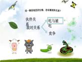 小学六年级下册科学-4.3有趣的食物链-苏教版(27张)ppt课件