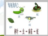 小学六年级下册科学-4.3有趣的食物链-苏教版(27张)ppt课件
