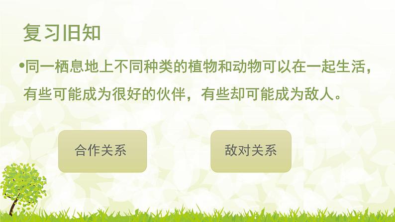 小学六年级下册科学-4.3有趣的食物链-苏教版(23张)ppt课件第3页