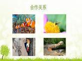 小学六年级下册科学-4.3有趣的食物链-苏教版(23张)ppt课件