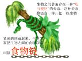 小学六年级下册科学-4.3有趣的食物链-苏教版(19张)(4)ppt课件
