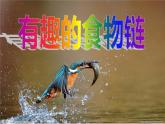 小学六年级下册科学-4.3有趣的食物链-苏教版(23张)ppt课件