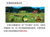 小学六年级下册科学-4.3有趣的食物链-苏教版(23张)ppt课件