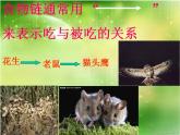 小学六年级下册科学-4.3有趣的食物链-苏教版(23张)ppt课件