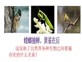 小学六年级下册科学-4.3有趣的食物链-苏教版(21张)ppt课件