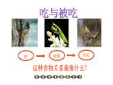 小学六年级下册科学-4.3有趣的食物链-苏教版(21张)ppt课件