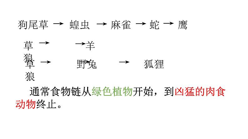 小学六年级下册科学-4.3有趣的食物链-苏教版(21张)ppt课件第8页