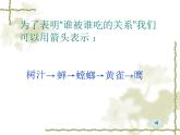小学六年级下册科学-4.3有趣的食物链-苏教版(22张)ppt课件