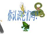 小学六年级下册科学-4.3有趣的食物链-苏教版(22张)ppt课件