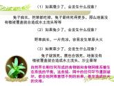 小学六年级下册科学-4.4生态平衡-苏教版(21张)ppt课件