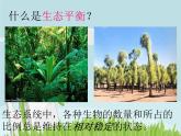 小学六年级下册科学-4.4生态平衡-苏教版(33张)ppt课件