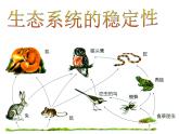 小学六年级下册科学-4.4生态平衡-苏教版(24张)ppt课件