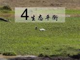 小学六年级下册科学-4.4生态平衡-苏教版(34张)ppt课件