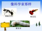 2020年二年級(jí)下冊(cè)科學(xué)課件《專(zhuān)項(xiàng)學(xué)習(xí)像科學(xué)家那樣》蘇教版(19張)ppt課件